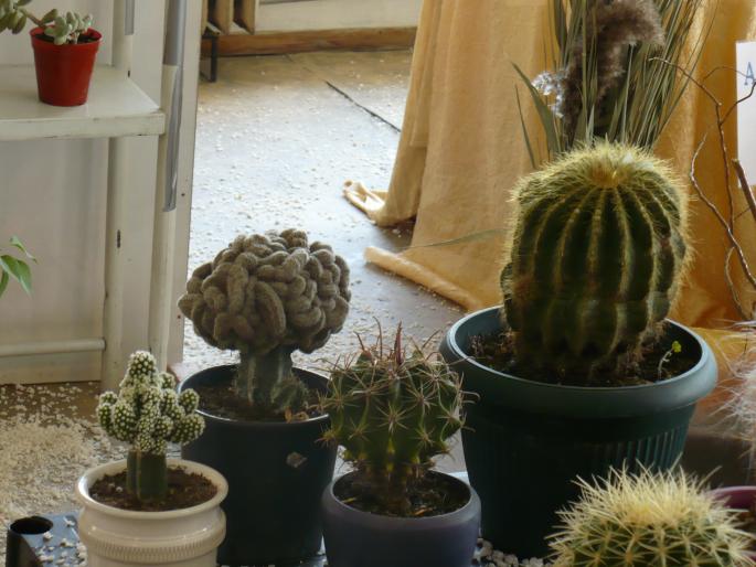 P1010393 - Pitesti 19 aprilie 2008 - II