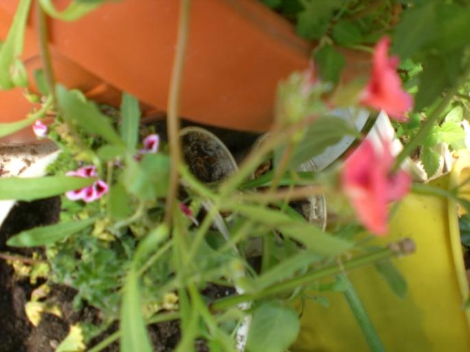 aug 2008 046