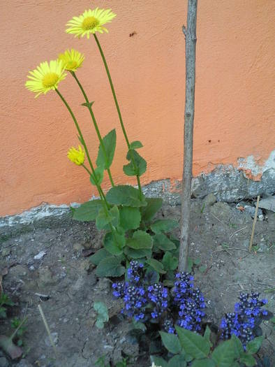 Vinetica si Doronicum orientale; Aduse in martie 09 , inflorite aprilie 09
