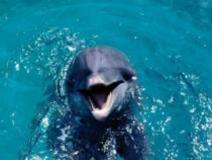 HHNKKHMPBBIUZXOHEHE - delfini