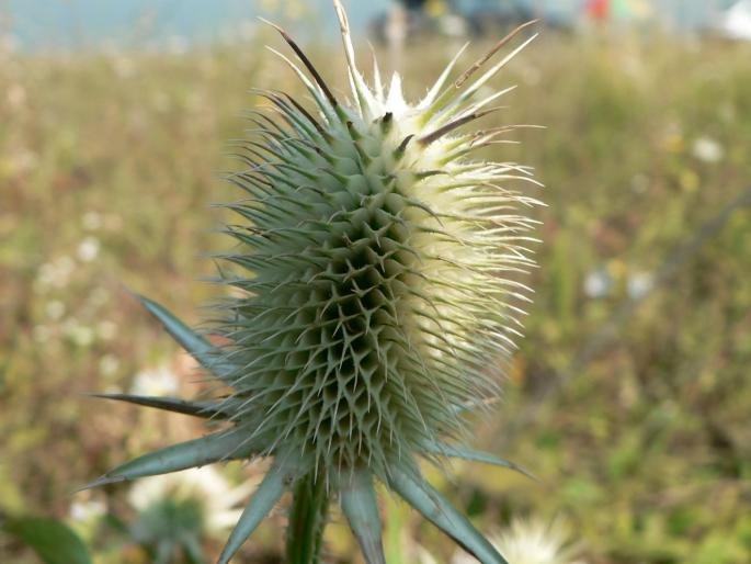P100079
