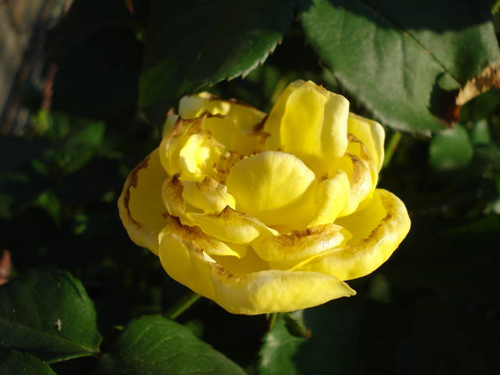 Rose Friesia (2009, May 09) - Rose Friesia
