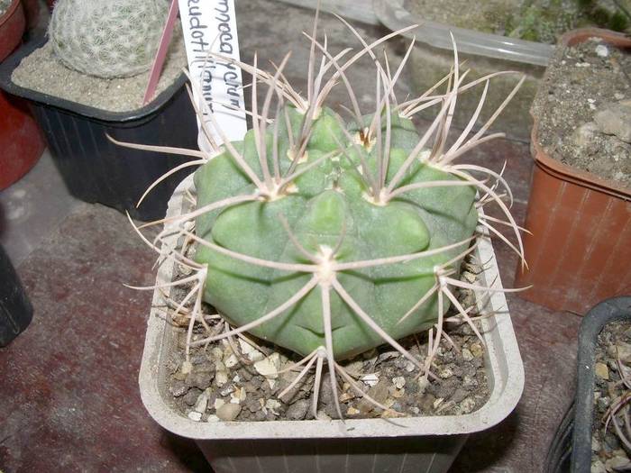 Gymnocalycium pseudotillianum
