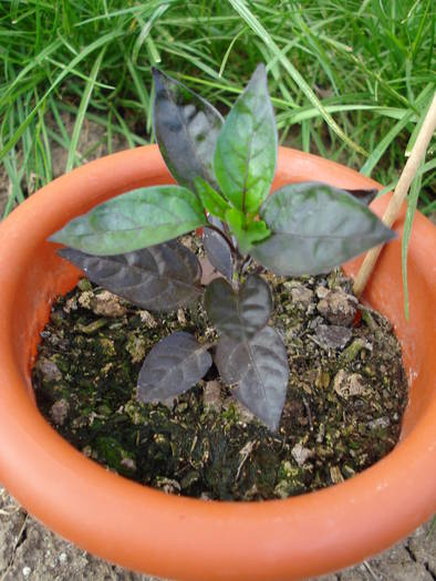 Black Pearl Pepper (2009, May 19) - Black Pearl Pepper