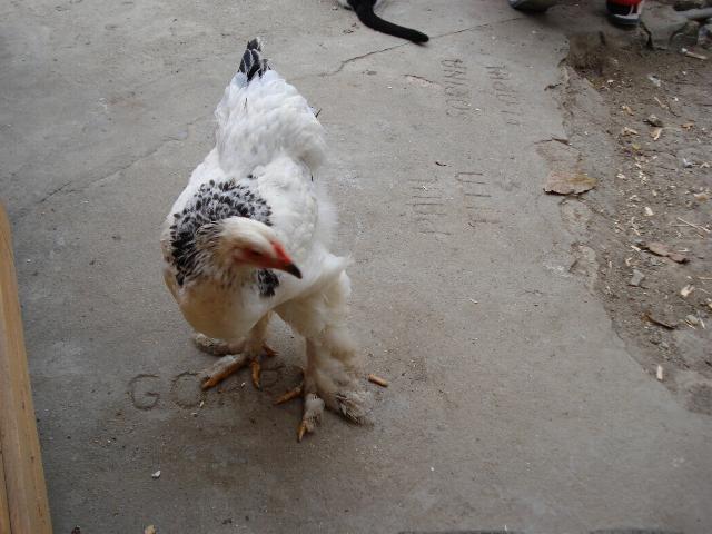 brahma herminat deschis - Gaini de rasa si comune