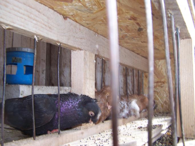 la masa - porumbei 2008-aprilie