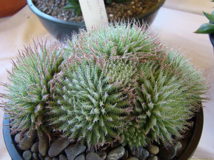 haworthia_gracilis_var._tenera - Cactusi care m-au impresionat prin frumusete