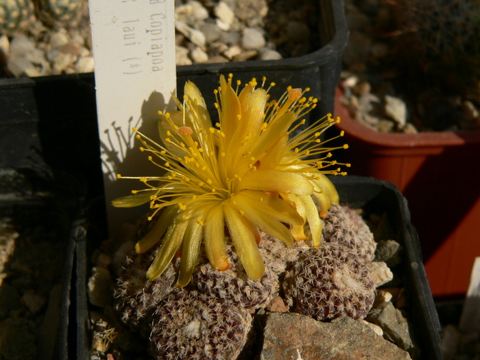 copiapoa_laui