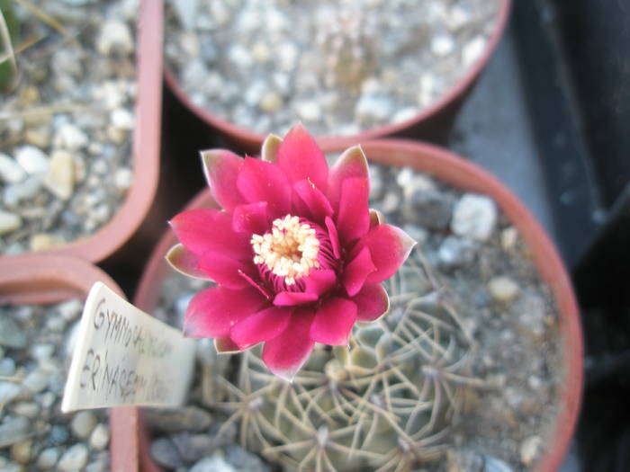 Gymnocalycium erinaceum - floare