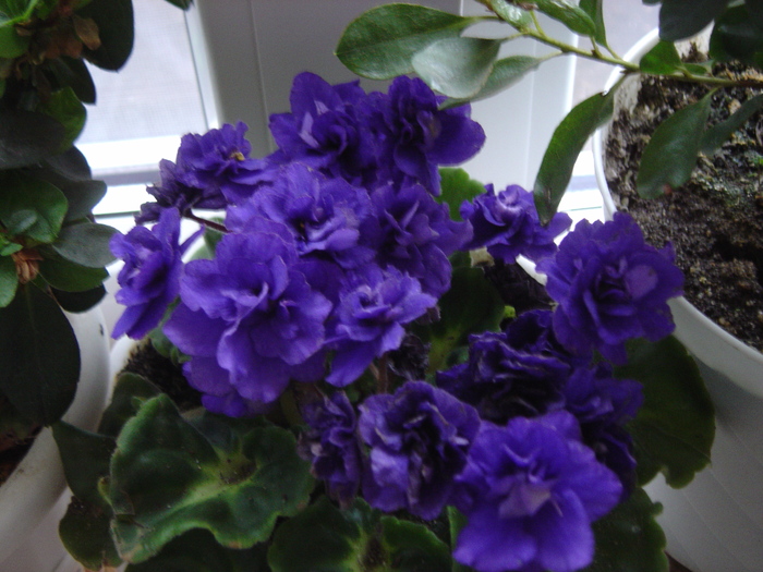 viorea - florile mele in 2009