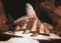 Myxocyprinus%20asiaticus