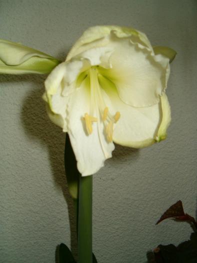 hippeastrum cristmas gift