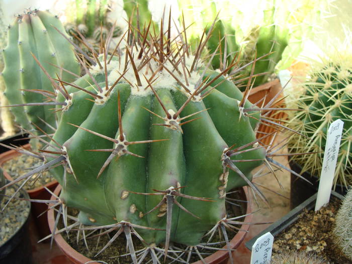 Echinocactus grandis - Ferocactus-Echinocactus