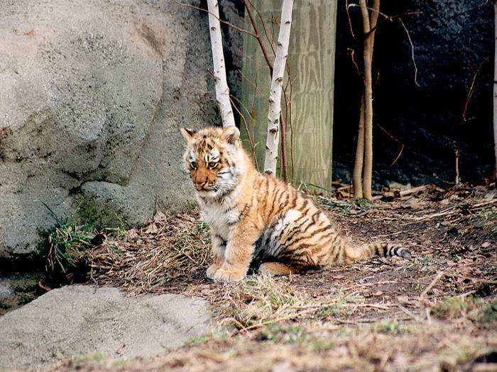 Tiger_Cub - animale de tot felu
