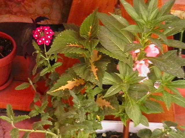 Picture 011