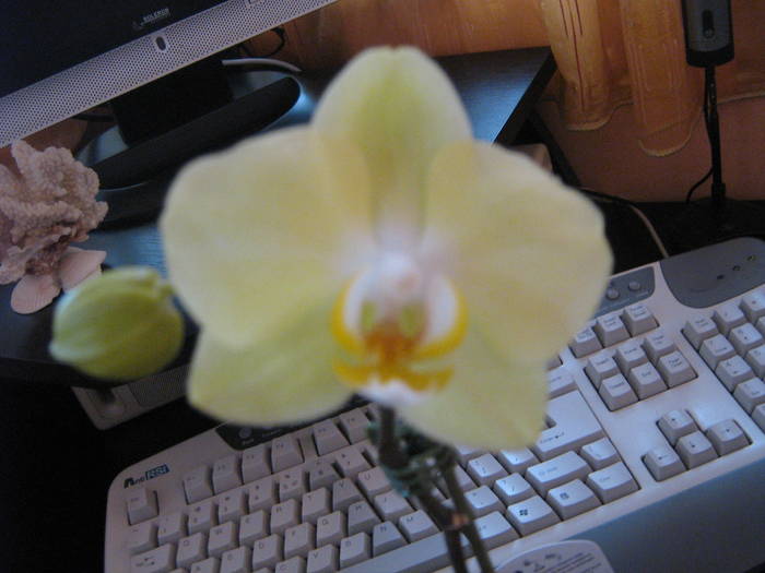 IMG_0312 - orhidee phalenopsis