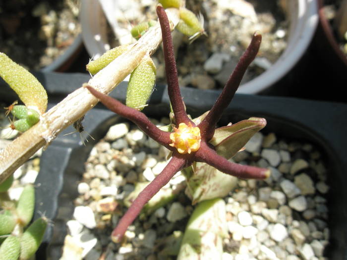 Caralluma baldratii - floare - Asclepidiacee 2009