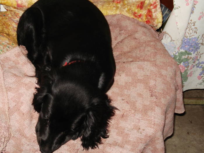 DSC09606 - ANIMALUTELE MELE