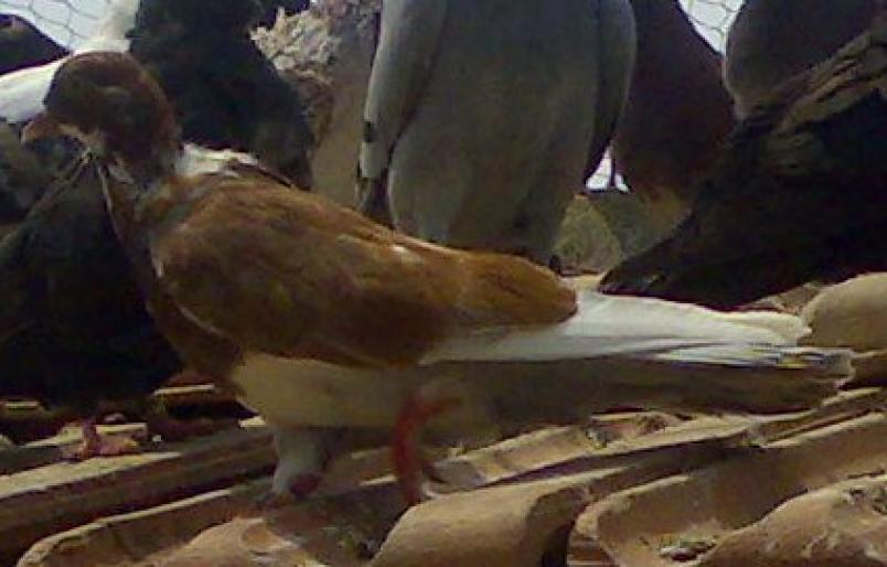 Copy of 07062008507