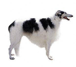 borzoi - Sight Hounds