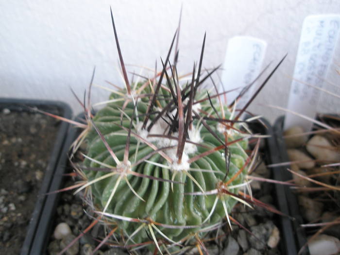 Echinofossulo nr. 4 - Echinofossulocactus