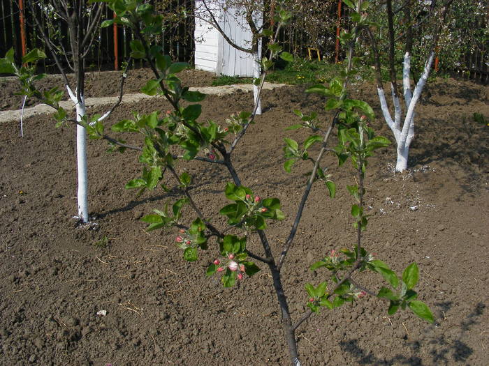 2009_04120074 - Aprilie 2009