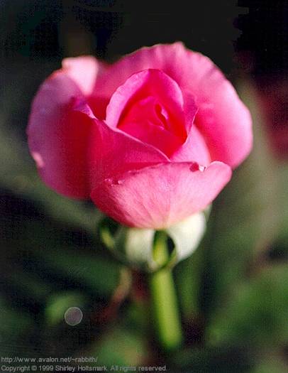 rose059 - Trandafiri