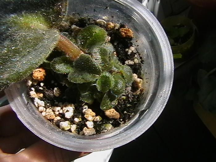 cinnamon candy - violete 2009