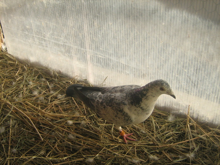 Picture 417 - porumbei mei zburati in 2009