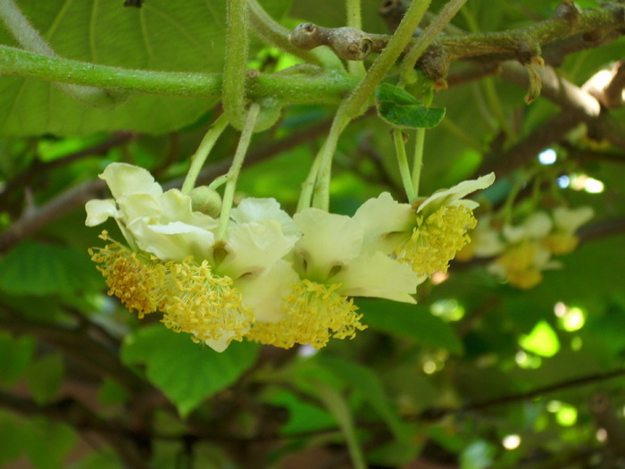 DSCI0964 - flori de kiwi