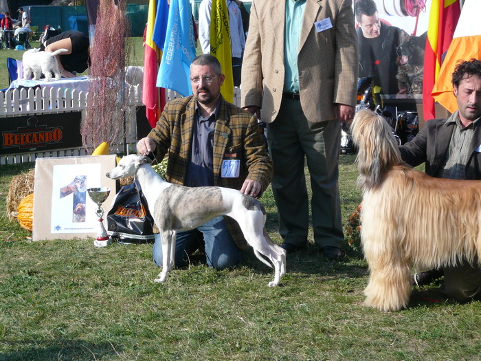 SABY - WHIPPET Boxing Helena s Hisunshine