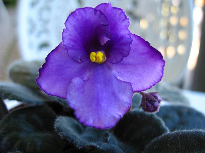 VAFR2 - Violete Africane flowers