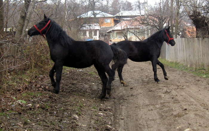 2.5 ani - Manzele si Radu