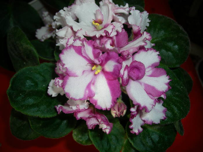Violete de Parma