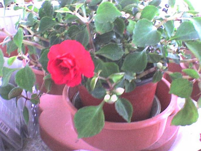 DSC00074 - plante 2008