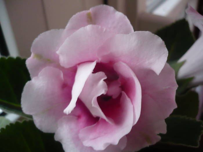 P1020720 - Flori