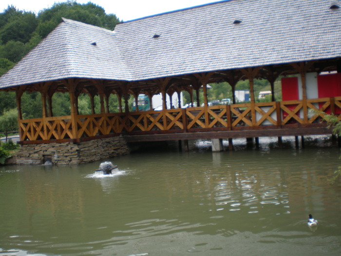 P6030137 - alta pastravarie din maramures