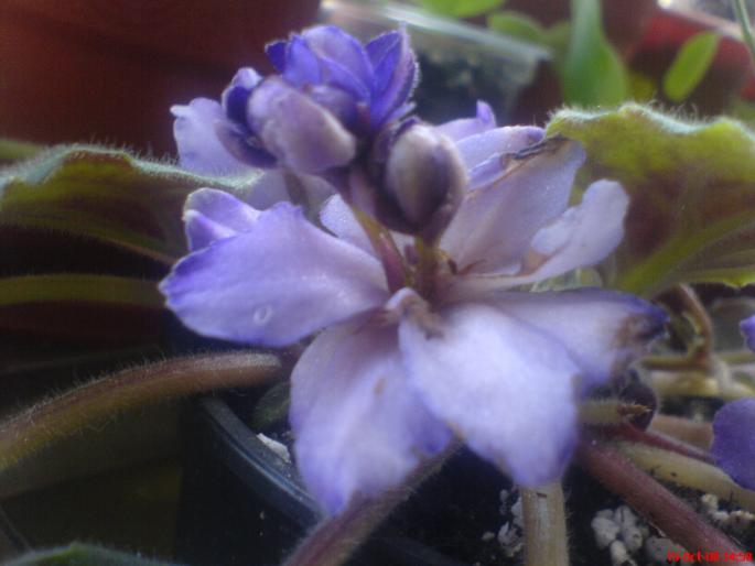 ciudatica3 - violete 2009