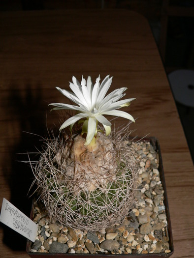 discocactus_araneispinus_fl_3 - genul Discocactus