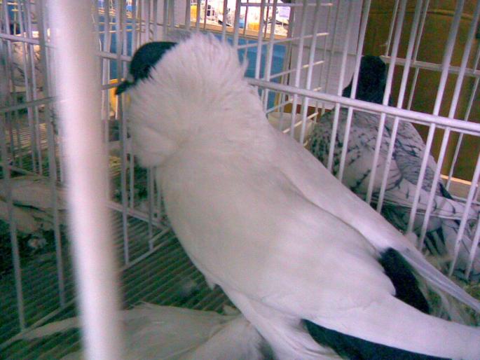 maur 1 - 1503 partea 2