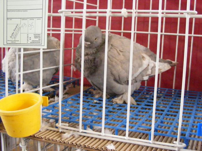 DSCF5671 - expozitia nationala de ornament decembrie  2008