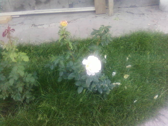 Fotografii-0094