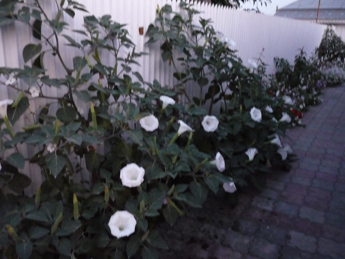 P1010584 - dragele mele flori 2009