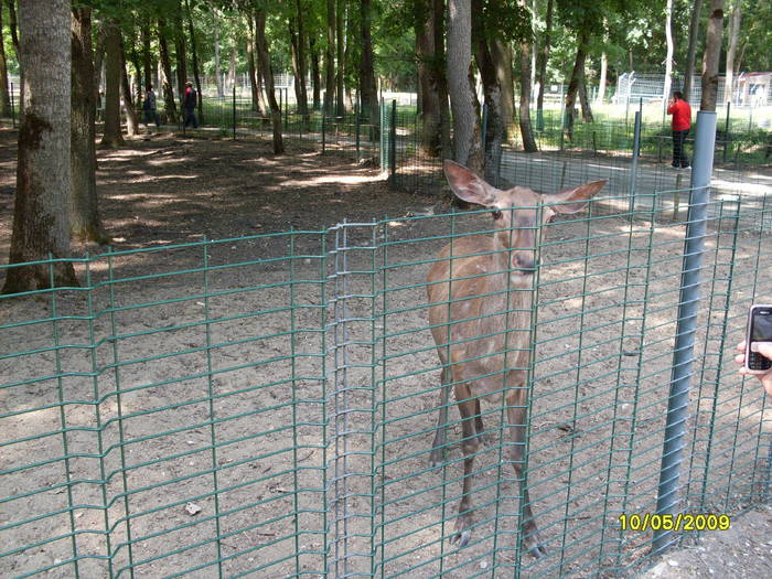 SDC10092 - Gradina zoologica tm