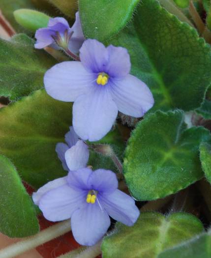 violeta bleu