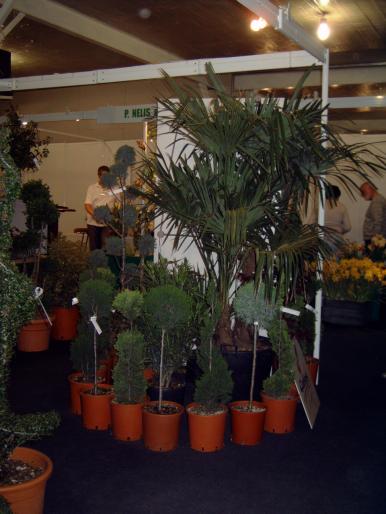 DSC00089 - Expozitie flori Timisoara  luna Mai 2008