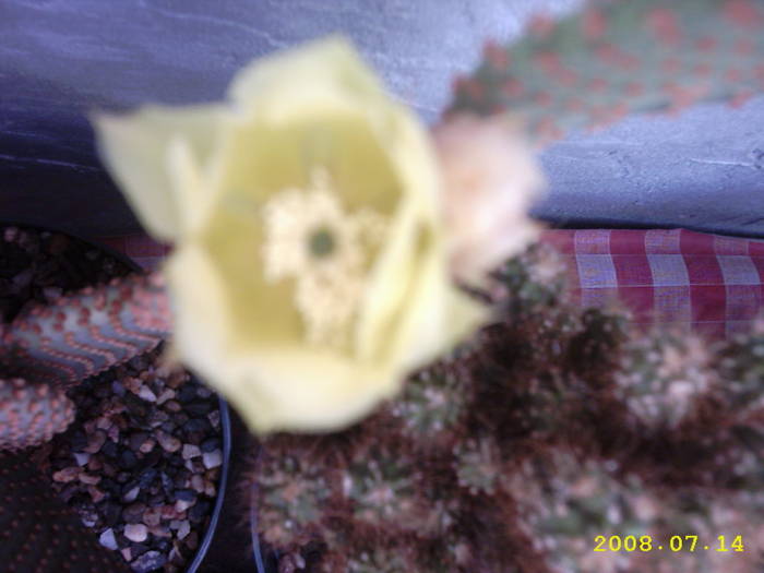 13-Opuntia microdasys - cactusi