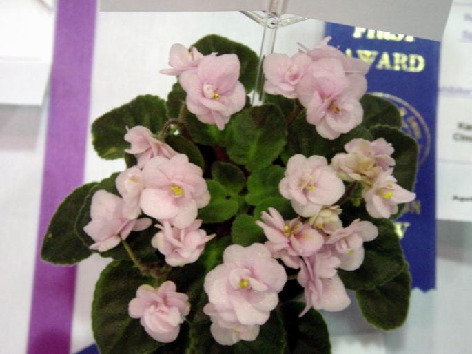 Orchards_Bumble_Magnet_2005avsa_4 - violete de pe net 1