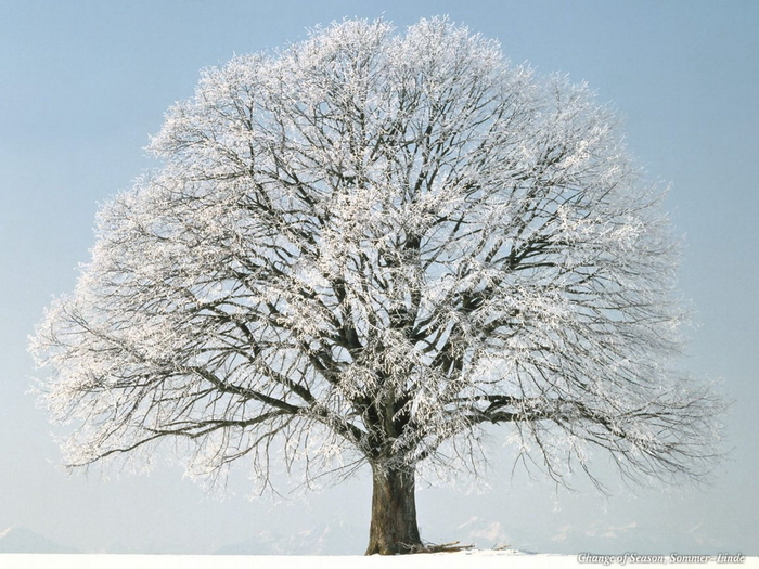 Christmas Wallpapers (319)