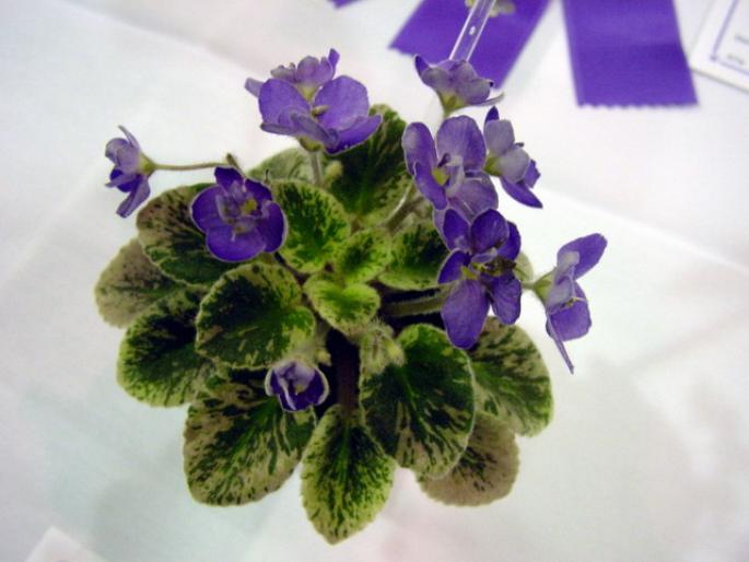 Petite_Jewel_2005avsa - violete de pe net 1